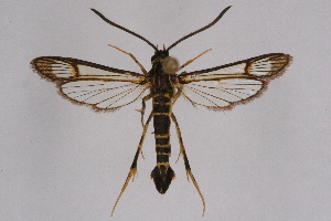  ( - CCDB-04611 D05)  @14 [ ] CreativeCommons - Attribution Non-Commercial Share-Alike (2010) Sesiidae Research Group Sesiidae Research Group