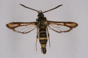  ( - CCDB-04611 H01)  @11 [ ] CreativeCommons - Attribution Non-Commercial Share-Alike (2010) Sesiidae Research Group Sesiidae Research Group