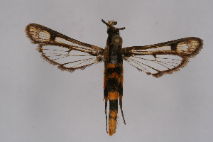  ( - CCDB-04685 G04)  @13 [ ] CreativeCommons - Attribution Non-Commercial Share-Alike (2010) Sesiidae Research Group Sesiidae Research Group