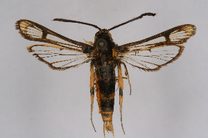  ( - CCDB-04685 G06)  @14 [ ] CreativeCommons - Attribution Non-Commercial Share-Alike (2010) Sesiidae Research Group Sesiidae Research Group