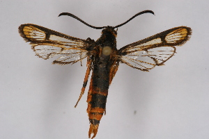  ( - CCDB-04686 B01)  @14 [ ] CreativeCommons - Attribution Non-Commercial Share-Alike (2010) Sesiidae Research Group Sesiidae Research Group