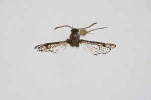  (Hymenosphecia - CCDB-04641 C11)  @12 [ ] CreativeCommons - Attribution Non-Commercial Share-Alike (2010) Sesiidae Research Group Sesiidae Research Group