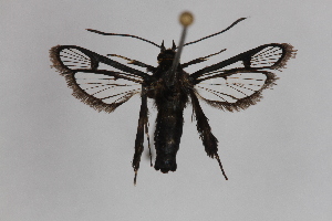  ( - CCDB-14564 C08)  @13 [ ] CreativeCommons - Attribution Non-Commercial Share-Alike (2012) Sesiidae Research Group Sesiidae Research Group