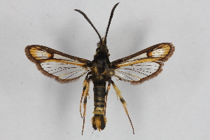  (Bembecia apyra - CCDB-14563 B03)  @13 [ ] CreativeCommons - Attribution Non-Commercial Share-Alike (2012) Sesiidae Research Group Sesiidae Research Group