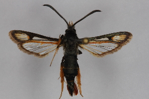  (Bembecia cf. auricaudata - CCDB-14564 H06)  @13 [ ] CreativeCommons - Attribution Non-Commercial Share-Alike (2012) Sesiidae Research Group Sesiidae Research Group