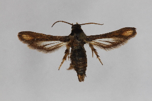  (Microsphecia brosiformis - CCDB-14566 B07)  @14 [ ] CreativeCommons - Attribution Non-Commercial Share-Alike (2012) Sesiidae Research Group Unspecified