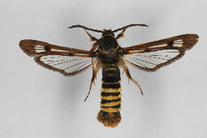  (Pennisetia hylaeiformis hylaeiformis - CCDB-14566 D07)  @15 [ ] CreativeCommons - Attribution Non-Commercial Share-Alike (2012) Sesiidae Research Group Unspecified