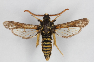  (Paranthrene insolitus hispanica - CCDB-14566 E05)  @15 [ ] CreativeCommons - Attribution Non-Commercial Share-Alike (2012) Sesiidae Research Group Unspecified