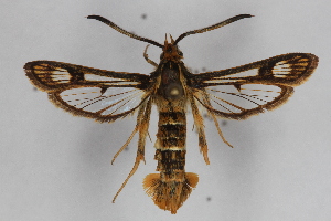  (Chamaesphecia euceraeformis - CCDB-14648 D04)  @15 [ ] CreativeCommons - Attribution Non-Commercial Share-Alike (2012) Sesiidae Research Group Unspecified