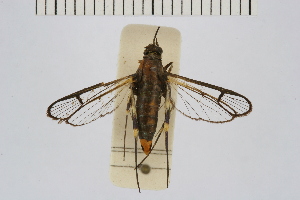  (Camaegeria cf. aristura - CCDB-14647 G08)  @11 [ ] CreativeCommons - Attribution Non-Commercial Share-Alike (2012) Sesiidae Research Group Sesiidae Research Group