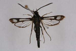  (Pyropteron leucomelaena leucomelaena - CCDB-02110 B08)  @14 [ ] CreativeCommons - Attribution Non-Commercial Share-Alike (2009) Sesiidae Research Group Sesiidae Research Group