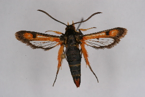  (Pyropteron minianiformis - CCDB-02113 F03)  @14 [ ] CreativeCommons - Attribution Non-Commercial Share-Alike (2009) Sesiidae Research Group Sesiidae Research Group