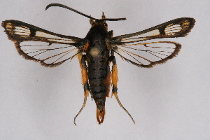  ( - CCDB-02114 D09)  @13 [ ] CreativeCommons - Attribution Non-Commercial Share-Alike (2009) Sesiidae Research Group Sesiidae Research Group