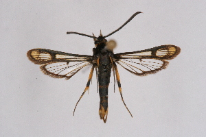  ( - CCDB-02114 D11)  @13 [ ] CreativeCommons - Attribution Non-Commercial Share-Alike (2009) Sesiidae Research Group Sesiidae Research Group