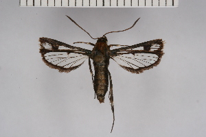  ( - BOX-2218 A07)  @13 [ ] CreativeCommons - Attribution Non-Commercial Share-Alike (2009) Sesiidae Research Group Sesiidae Research Group