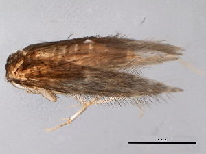  ( - 10HDT-021)  @12 [ ] CreativeCommons - Attribution (2010) CBG Photography Group Centre for Biodiversity Genomics