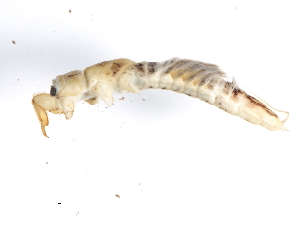  ( - gseptT2)  @13 [ ] CreativeCommons - Attribution (2009) CBG Photography Group Centre for Biodiversity Genomics