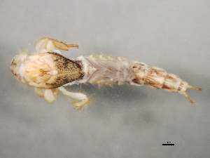  ( - gseptAB1)  @13 [ ] CreativeCommons - Attribution (2010) CBG Photography Group Centre for Biodiversity Genomics