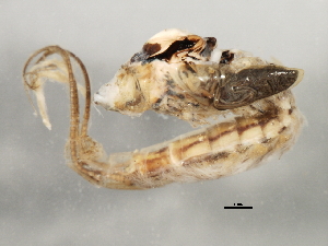  ( - gseptAD4)  @13 [ ] CreativeCommons - Attribution (2010) CBG Photography Group Centre for Biodiversity Genomics