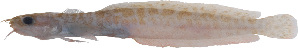  (Gaidropsarus macrophthalmus - GGR040)  @11 [ ] Copyright (2007) Samuel P. Iglésias Muséum national d'Histoire naturelle