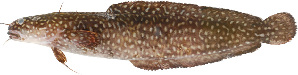  (Gaidropsarus guttatus - GGT001)  @11 [ ] Copyright (2011) Samuel P. Iglésias Muséum national d'Histoire naturelle