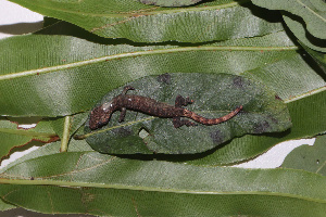  (Hemiphyllodactylus - ITBCZ_11007)  @11 [ ] CreativeCommons  Attribution Non-Commercial Share-Alike (2025) Nguyen Dang Hoang Vu Vietnam Academy of Science and Technology, Institute of Tropical Biology