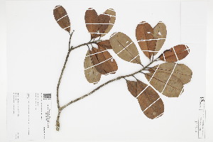  (Magnolia guatapensis - IAvH-CT-20720)  @11 [ ] CreativeCommons - Attribution Non-Commercial Share-Alike (2019) Herbario FMB Instituto de Investigacion Alexander von Humboldt IAvH