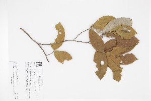  (Trigoniaceae - 1180-STB)  @11 [ ] CreativeCommons - Attribution Non-Commercial Share-Alike (2019) Herbario FMB Instituto de Investigacion Alexander von Humboldt IAvH