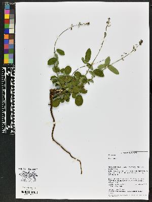  (Desmodium sp - BBS FN 005)  @11 [ ] CreativeCommons - Attribution Non-Commercial No Derivatives (2019) BBS National Herbarium of Suriname
