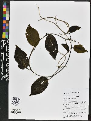 (Peperomia macrostachya - BBS FN 004)  @11 [ ] CreativeCommons - Attribution Non-Commercial No Derivatives (2019) BBS National Herbarium of Suriname