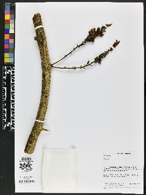  (Dioclea sp - BBS FN 003)  @11 [ ] CreativeCommons - Attribution Non-Commercial No Derivatives (2019) BBS National Herbarium of Suriname