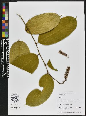  ( - BBS FN 012)  @11 [ ] CreativeCommons - Attribution Non-Commercial No Derivatives (2019) BBS National Herbarium of Suriname