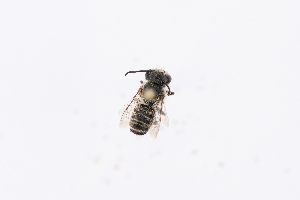  ( - GUAN-PN-79)  @11 [ ] Copyright (c) (2338) Javier Freytes University of Puerto Rico