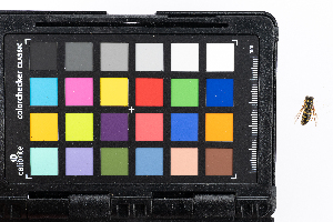  (Bicyrtes spinosus - GUAN-PN-8)  @11 [ ] Copyright (c) (2053) Javier Freytes University of Puerto Rico