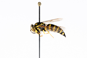  ( - GUAN-PN-8)  @11 [ ] Copyright (c) (2055) Javier Freytes University of Puerto Rico