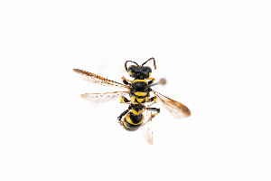  ( - GUAN-PN-21)  @11 [ ] Copyright (c) (2106) Javier Freytes University of Puerto Rico