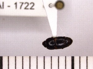  ( - INSECTSAI_1722)  @11 [ ] Unspecified (default): All Rights Reserved (2017) Benita Laird-Hopkins Iowa State University