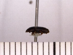  ( - INSECTSAI_1722)  @11 [ ] Unspecified (default): All Rights Reserved (2017) Benita Laird-Hopkins Iowa State University