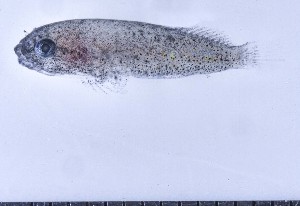  (Gobiesox nigripinnis - GE_248)  @11 [ ] copyright © (2023) Eliot RUIZ MARBEC