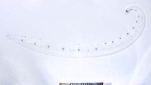  (Ophichthus cylindroideus - GE_254)  @11 [ ] copyright © (2023) Eliot RUIZ MARBEC
