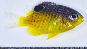  (Stegastes xanthurus - GE_016)  @11 [ ] copyright © (2023) Eliot RUIZ MARBEC