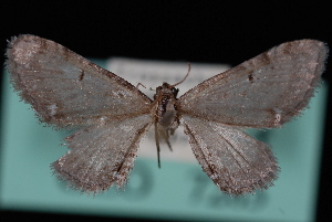  (Eupithecia ammonata - CNCLEP00035438)  @13 [ ] CreativeCommons - Attribution Non-Commercial Share-Alike (2010) Jeremy deWaard University of British Columbia