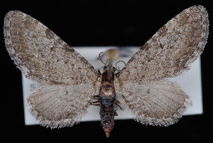  (Eupithecia nimbosa - CNCLEP00034115)  @14 [ ] CreativeCommons - Attribution Non-Commercial Share-Alike (2010) Jeremy deWaard University of British Columbia
