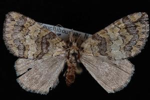  ( - CNCLEP00033450)  @13 [ ] CreativeCommons - Attribution Non-Commercial Share-Alike (2010) Jeremy deWaard University of British Columbia