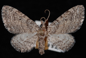  (Eupithecia pseudotsugata - PFC-2007-0273)  @14 [ ] CreativeCommons - Attribution (2010) Jeremy deWaard University of British Columbia