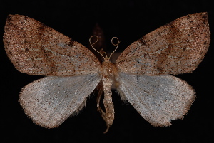  (Thallophaga hyperborea - PFC-2007-0384)  @14 [ ] CreativeCommons - Attribution (2010) Jeremy deWaard University of British Columbia