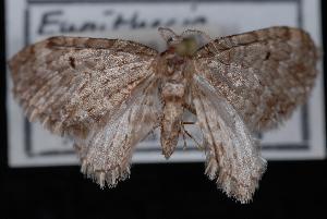  (Eupithecia annulata - ENT991-104005)  @13 [ ] CreativeCommons - Attribution (2010) Jeremy deWaard University of British Columbia
