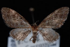  (Eupithecia columbiata - ENT991-104033)  @13 [ ] CreativeCommons - Attribution (2010) Jeremy deWaard University of British Columbia