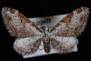  (Eupithecia nevadata - ENT991-103512)  @14 [ ] CreativeCommons - Attribution (2010) Jeremy deWaard University of British Columbia
