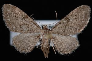  (Eupithecia sp. 3 - ENT991-012573)  @13 [ ] CreativeCommons - Attribution (2010) Jeremy deWaard University of British Columbia